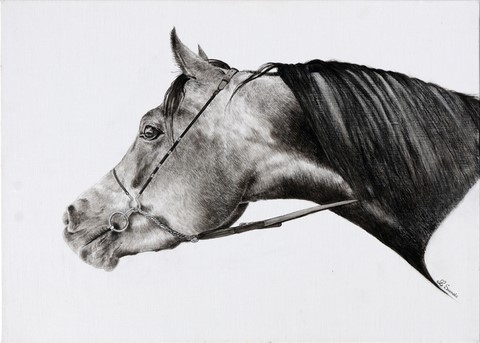 Dessin de cheval PSA par Laurence Saunois, Artiste animalier