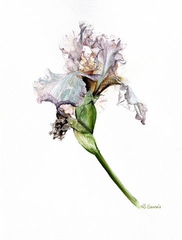 Cliquez pour agrandir Aquarelle Botanique d'iris violet par Laurence Saunois, artiste peintre animalier