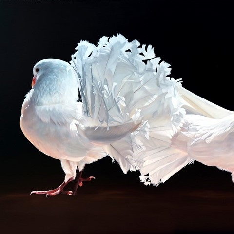 Peinture de pigeons blancs par Laurence Saunois, peintre animalier