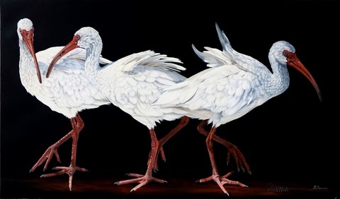 Peinture d'ibis par Laurence Saunois, artiste peintre animalier