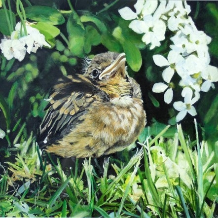 Peinture de jeune merle par L'artiste Laurence Saunois, peintre animalier