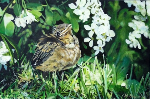 Peinture de jeune merle par Laurence Saunois, artiste peintre animalier