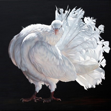 Peinture de pigeon blanc par Laurence Saunois, peintre animalier