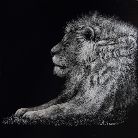 Scratchboard de Lion par Laurence Saunois, artiste peintre animalier