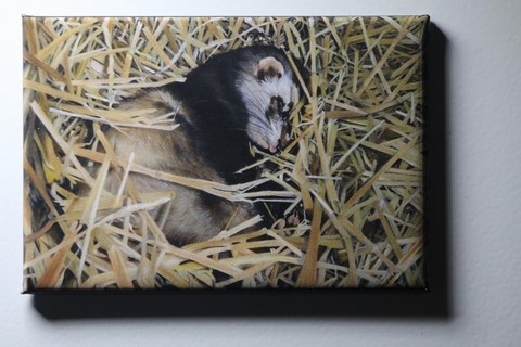 Magnet de furet par Laurence Saunois, artiste peintre animalier