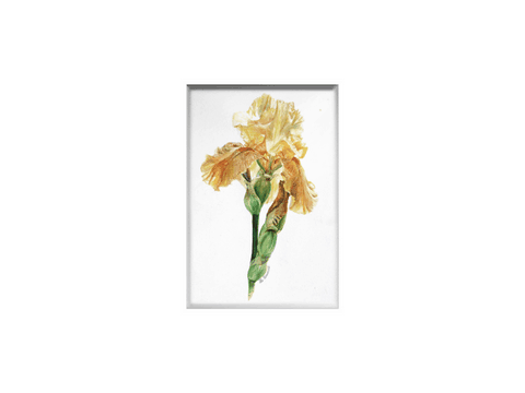 Magnet - Aquarelle Botanique d'iris jaune par Laurence Saunois, artiste peintre animalier