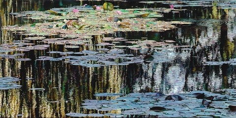 Nympheus Luminansis : la danse de la lumière. Nymphéas de Claude Monet par Laurence Saunois