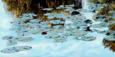Nympheus Luminansis, le chemin de la Lumière par Laurence Saunois, Artiste