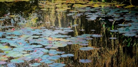 Tableau à l'huile représentant les nymphéas de Claude Monet Nympheus Luminansis, Tel un rideau de Lumière par Laurence Saunois, Artiste