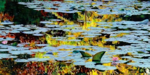 Nympheus Luminansis : la lumière est d'or . Nymphéas de Claude Monet par Laurence Saunois