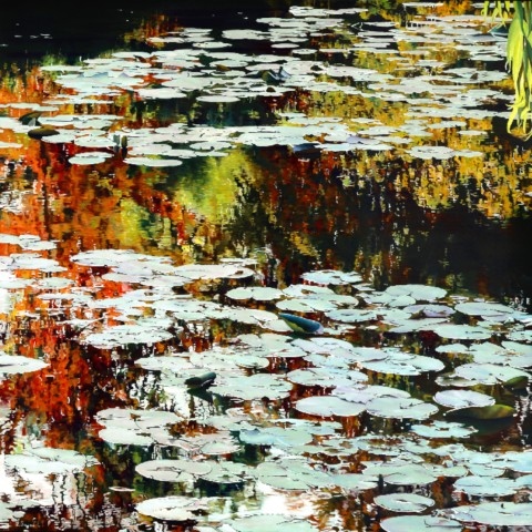 Nympheus Luminansis : Lumières d'automne " Tableau de Laurence Saunois