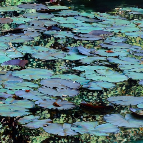 Nympheus Luminansis : "Vibrantes Lumières" de Laurence Saunois