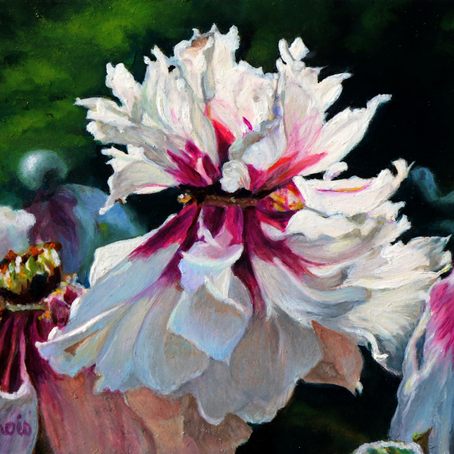 Peinture miniature d'une pivoine arbustive en fleur