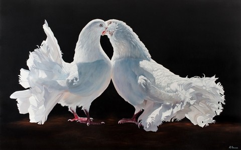 Tableau de pigeons blancs de Laurence Saunois, artiste peintre animalier