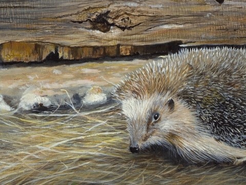 Peinture (détails) de hérisson par Laurence Saunois, peintre animalier