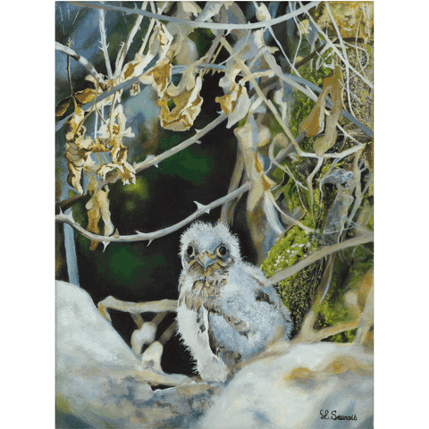 Peinture de faucon crécerelle par Laurence Saunois, artiste peintre animalier