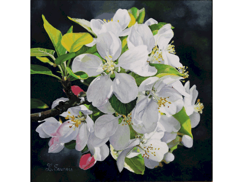 Peinture de fleurs de pommier de l'artiste peintre Laurence Saunois