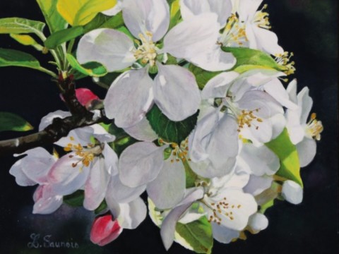 Peinture de fleurs de pommier sur fond noir par Laurene Saunois, artiste peintre