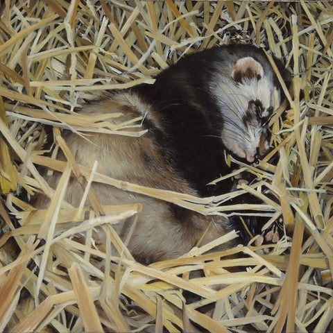 Peinture de furet par Laurence Saunois, peintre animalier