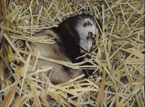 Peinture de furet par Laurence Saunois, artiste peintre animalier