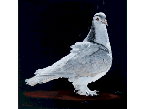 Peinture de pigeon blanc par Laurence Saunois, artiste peintre animalier