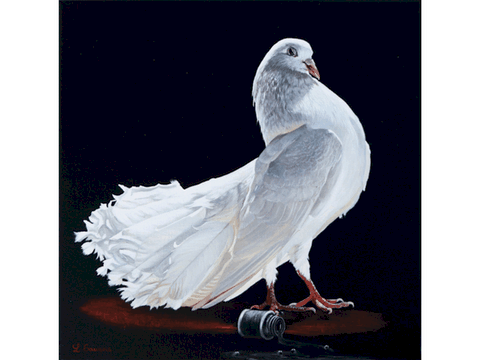 Peinture de pigeon blanc par Laurence Saunois, artiste peintre animalier