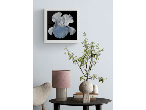 Painting of white iris in a room by the animal artist Laurence saunois