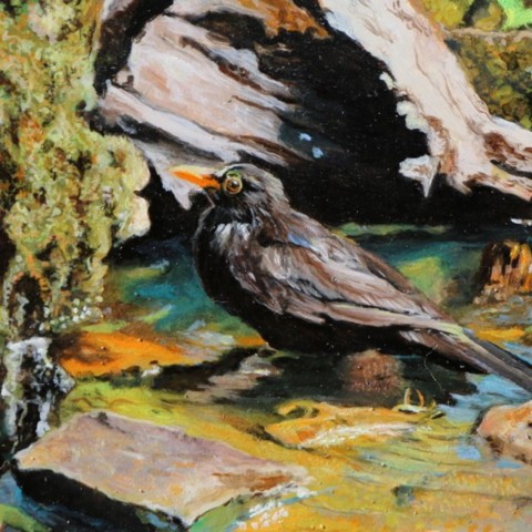 Peinture Miniature d'un merle au bain - Laurence Saunois, Peintre animalier