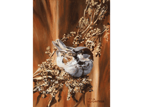 Peinture de moineau domestique : peintre animalier Laurence Saunois