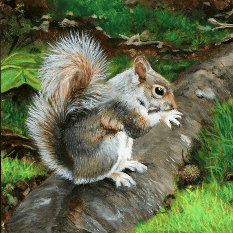 Peinture Miniature d'un écureuil par la peintre animalier Laurence Saunois