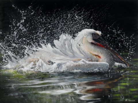Peinture de pélican blanc au bain avec son reflet dans l'eau
