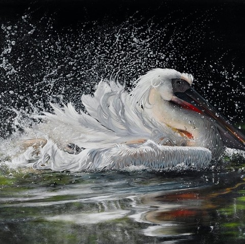 Peinture d'un pélican blanc au bain par L'artiste Laurence Saunois, peintre animalier