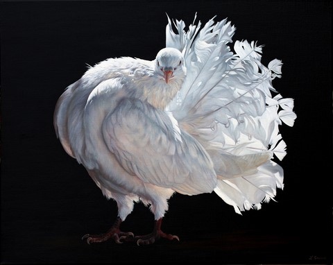 Tableau de pigeon blanc par Laurence Saunois, artiste
