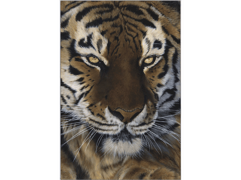 Peinture de tigre par Laurence Saunois, artiste peintre animalier