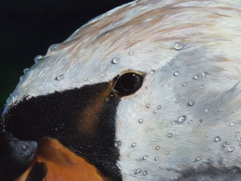 Peinture de cygne (détails) par Laurence Saunois, peintre animalier
