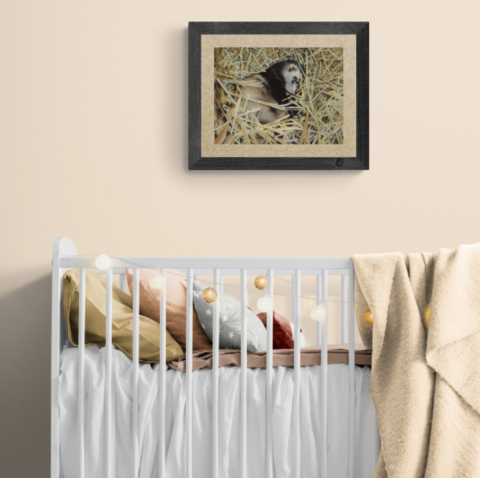 Ferret sleeping painting wall art decor above a child's bed by wildlife artist Laurence Saunois