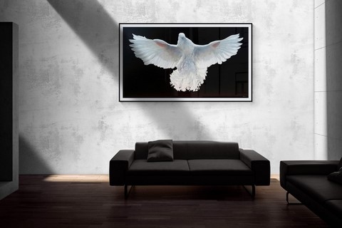Tableau de pigeon blanc en situation par Laurence Saunois, peintre animalier