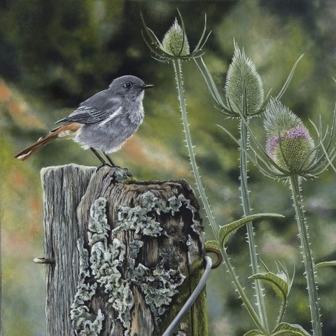 Peinture d'oiseau (rouge-queue) par Laurence Saunois, peintre animalier