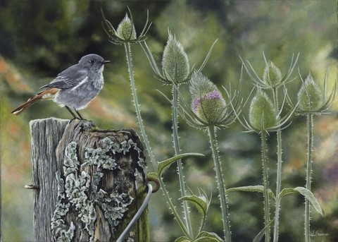 Peinture d'oiseau (rouge-queue) par Laurence Saunois, peintre animalier