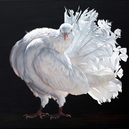 Painting of a white fantail pigeon by wildlife artist Laurence Saunois