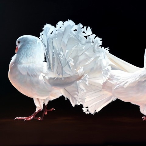 Painting of two white pigeons standing back‑to‑back on a black background by wildlife artist Laurence Saunois.