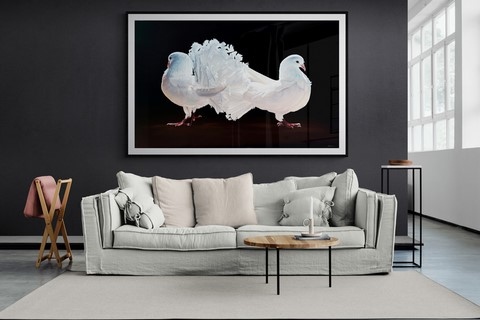 Tableau de pigeons blancs en situation par Laurence Saunois, peintre animalier