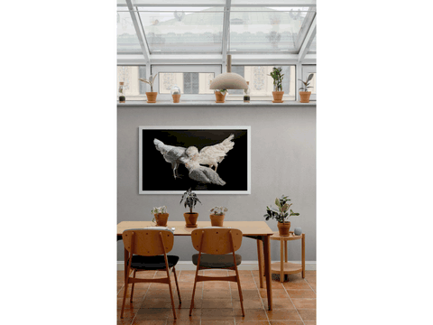 Tableau de poules blanches en situation par Laurence Saunois, peintre animalier