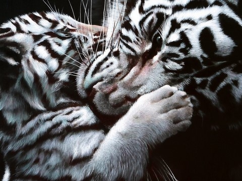 Peinture de tigres blancs (détails) par Laurence Saunois, artiste peintre animalier
