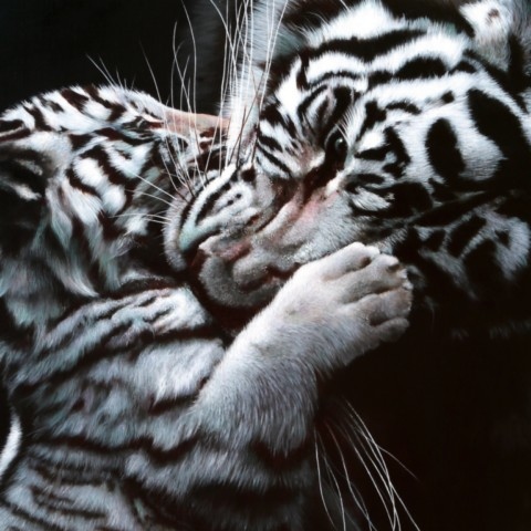 Painting of a tigress with her cub on a black background by wildlife artist Laurence Saunois.