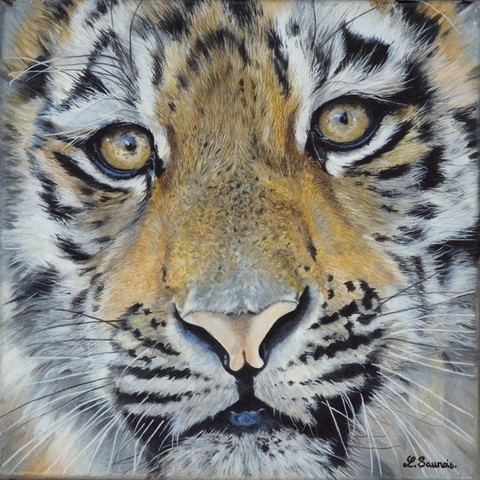 Peinture de tigre par Laurence Saunois, artiste peintre animalier