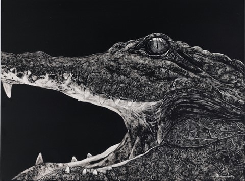 CLiquez pour agrandir Scratchboard de crocodile par Laurence Saunois, artiste peintre animalier