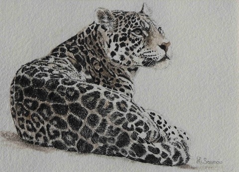 Dessin de Jaguar par Laurence Saunois, artiste animalier