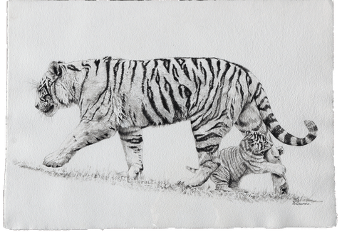 Dessin de tigres par Laurence Saunois, artiste animalier