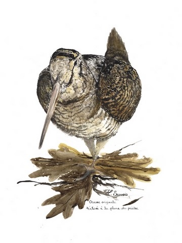 Woodcock portrait, painting by Laurence Saunois, animal artist